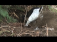 Dog Digging 2 1699